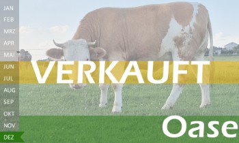 tr�chtige Fleckvieh Kalbin zu verkaufen, beweidet und ruhig